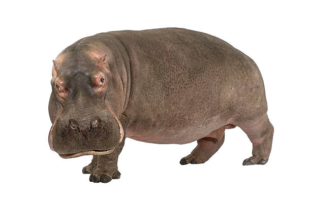 Hippopotamus (30 years)  hippopotamus stock pictures, royalty-free photos & images