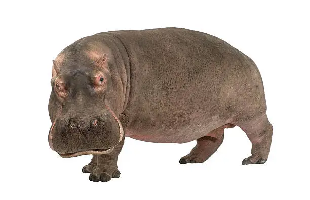 Photo of Hippopotamus (30 years)