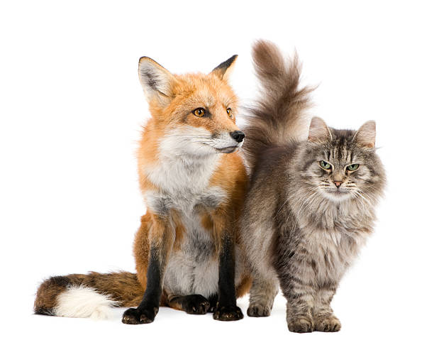 fox и cat - 4684 стоковые фото и изображения