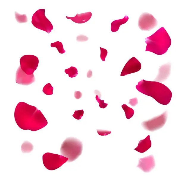 Vector illustration of Pink rose petals are falling down.