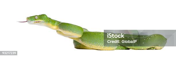 Pitone Arboricolo Verdemorelia Viridis 5 Anni - Fotografie stock e altre immagini di Serpente - Rettile - Serpente - Rettile, Colore verde, Sfondo bianco