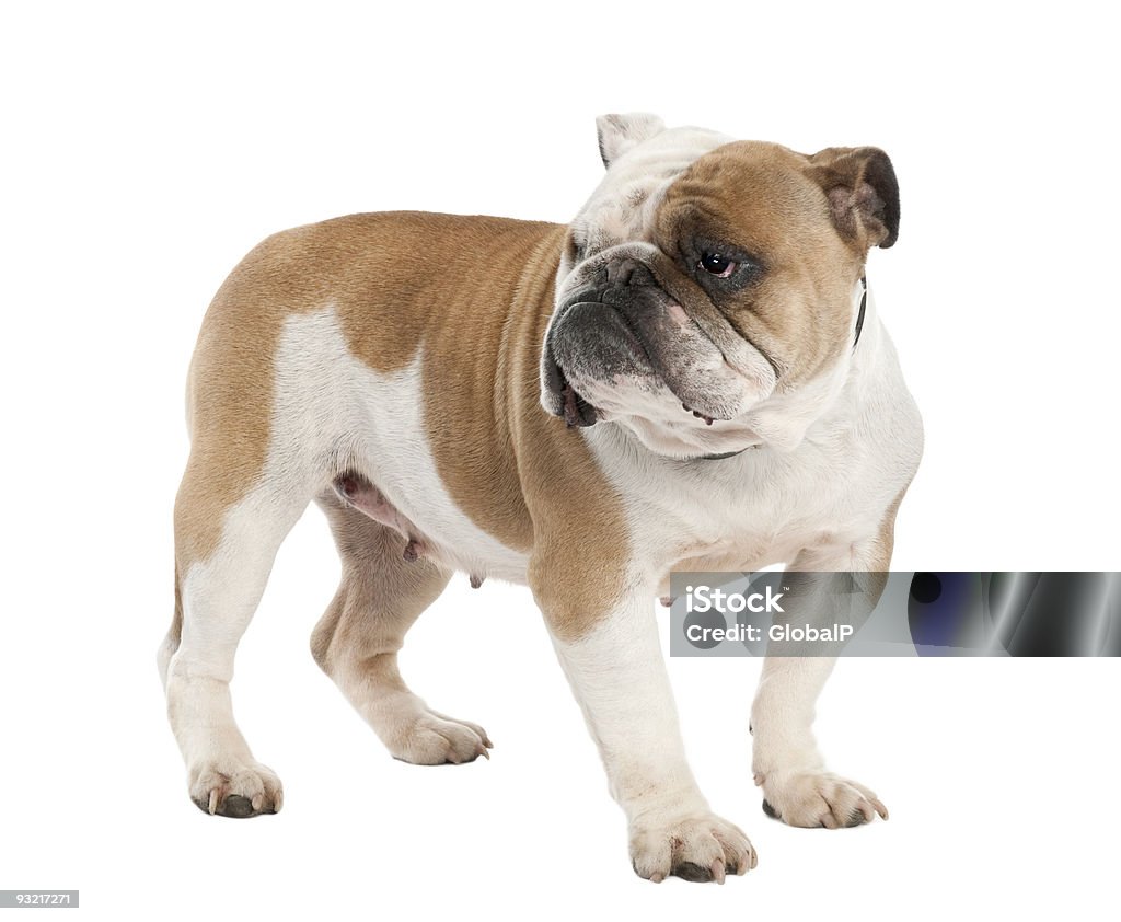 English Bulldog (6 years old)  Animal Stock Photo