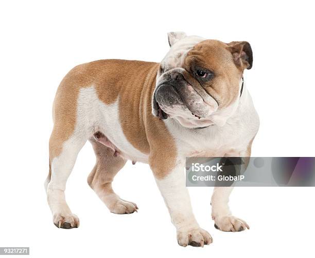 English Bulldog Stock Photo - Download Image Now - Animal, Beige, Bull - Animal