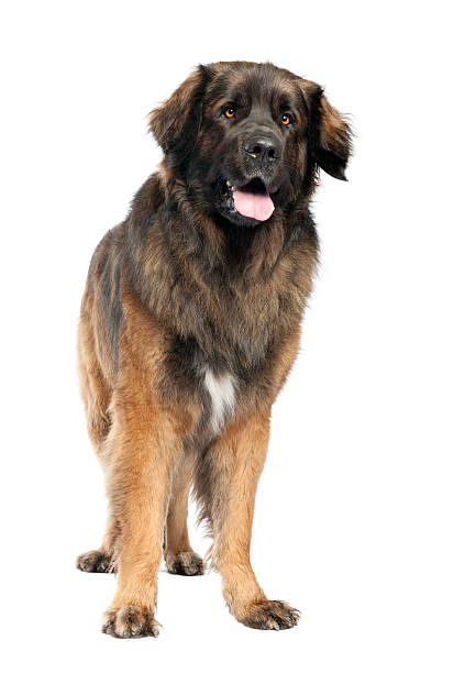 leonberger (3 lata - leonberger zdjęcia i obrazy z banku zdjęć