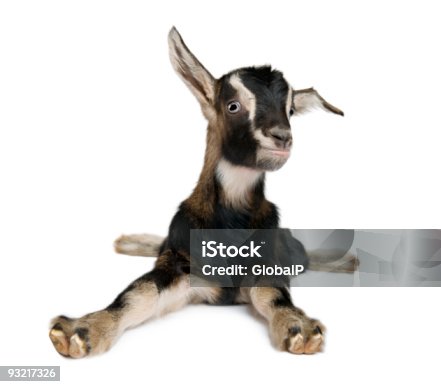 istock Young Goat (3 weeks old) 93217326