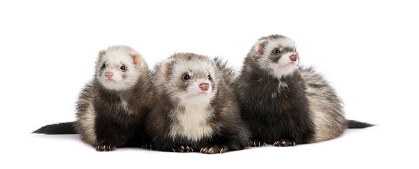 istock ferret - Mustela putorius furo 93217330