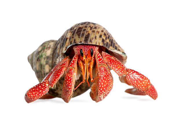 Hermit crab - Coenobita perlatus Hermit crab - Coenobita perlatus  in front of a white background. crab photos stock pictures, royalty-free photos & images
