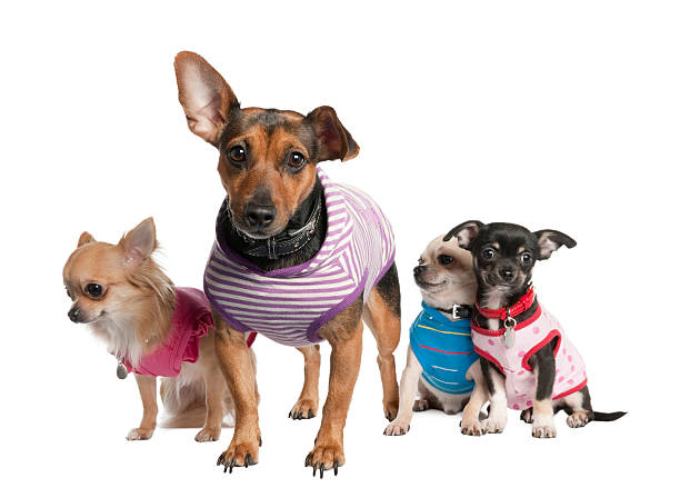 istock Group of three chihuahua and a bastard 93217346