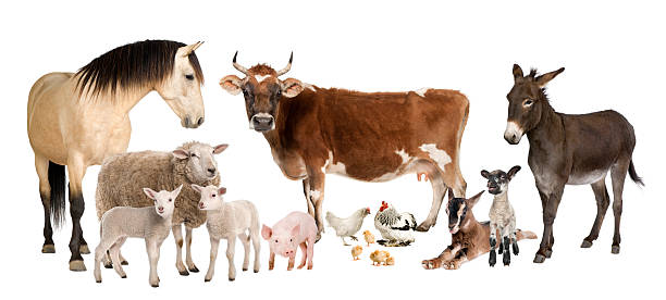 gruppe von nutztieren vor einem weißen hintergrund. - horse brown animal farm stock-fotos und bilder
