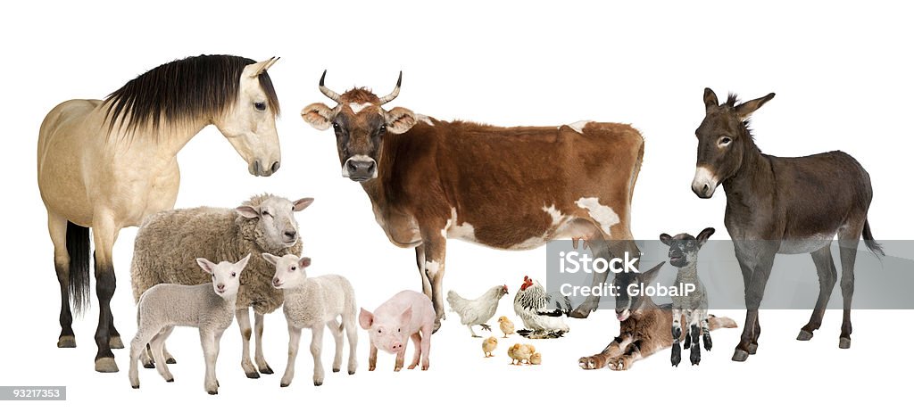 Group of farm animals on a white background  Animal Stock Photo
