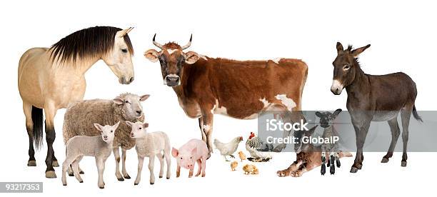 Group Of Farm Animals On A White Background Stock Photo - Download Image Now - Animal, Farm, Livestock