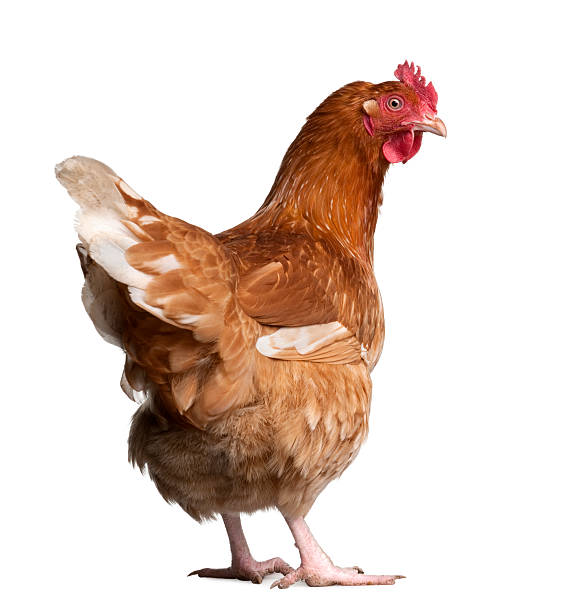brown hen (2 anni - chicken isolated poultry animal foto e immagini stock