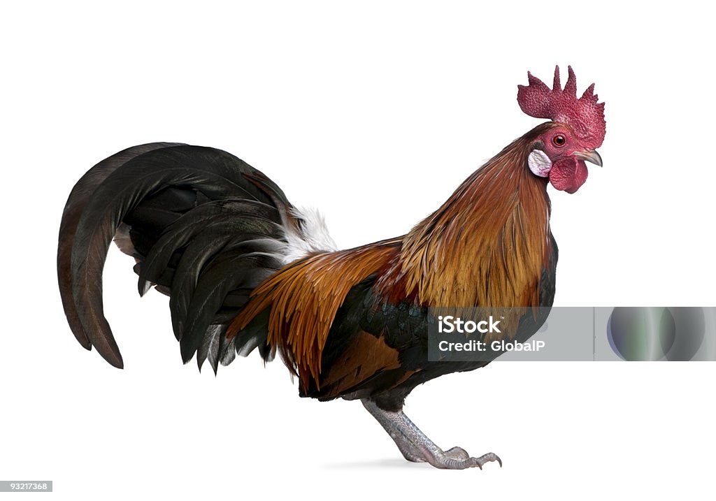 Coq gaulois (1 an - Photo de Oiseau libre de droits