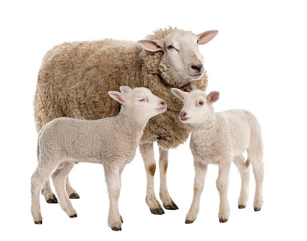 brebis avec ses deux agneaux - lamb young animal sheep livestock photos et images de collection