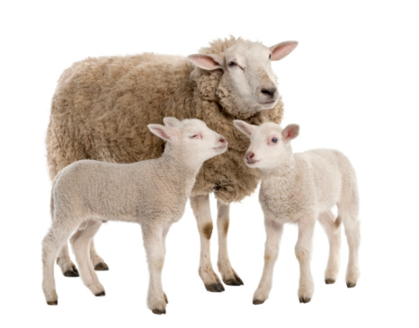 Animal farm. Young lamb on a sheep farm. Closeup of curious lamb standing. Newborn lamb. Starring lamb.