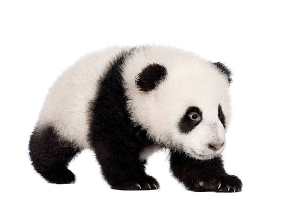 giant panda (4 miesiące)-ailuropoda melanoleuca - melanoleuca zdjęcia i obrazy z banku zdjęć