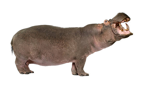 hipopótamo amphibius (30 años - hippopotamus fotografías e imágenes de stock