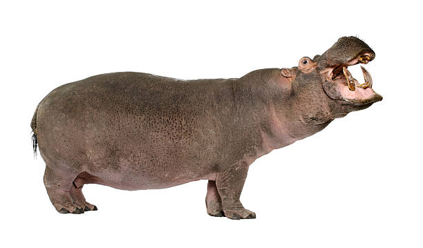 Hippopotamus amphibius (30 years)  hippopotamus stock pictures, royalty-free photos & images