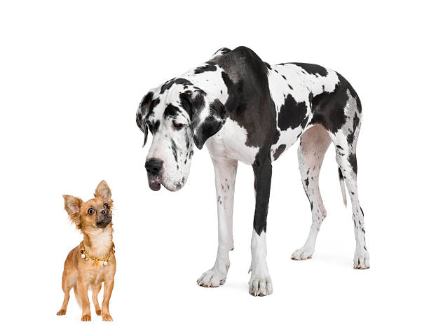 Harlequin Great Dane (4 years) and Chihuahua  lap dog stock pictures, royalty-free photos & images