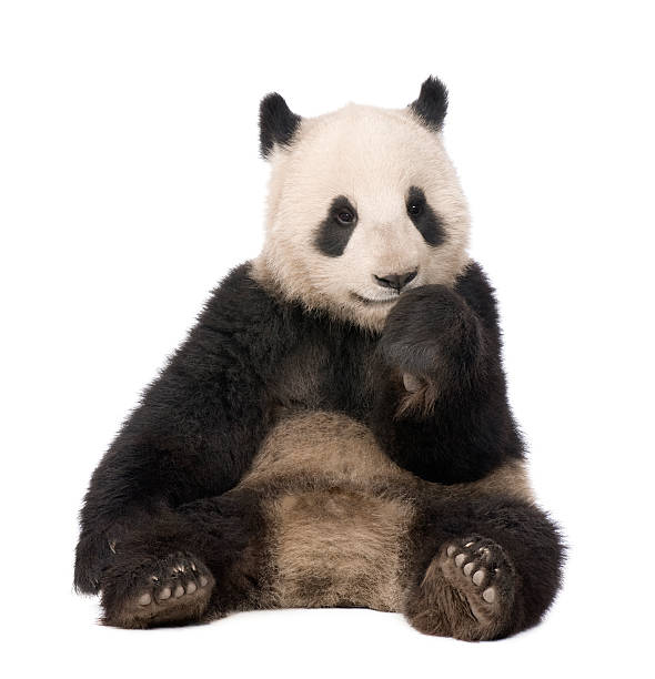 istock Giant Panda (18 months) - Ailuropoda melanoleuca 93217432