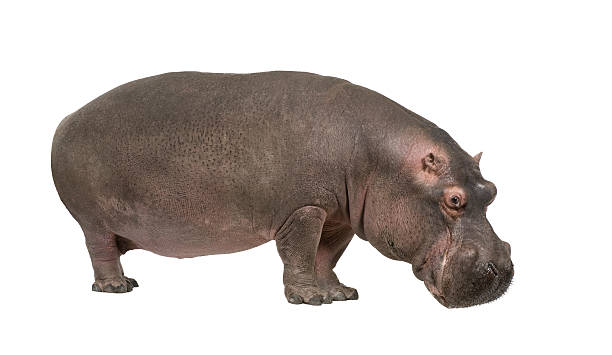 ippopotamo amphibius (30 anni - ippopotamo foto e immagini stock