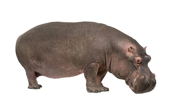 Hippopotamus amphibius (30 years)  hippopotamus stock pictures, royalty-free photos & images