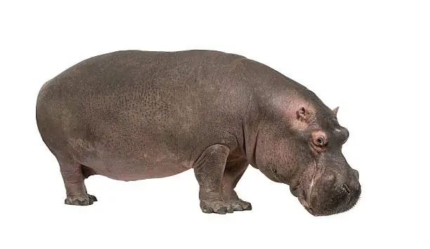 Photo of Hippopotamus amphibius (30 years)