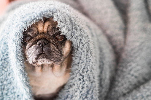 clear old pug sit down looking at you serious and intense. canine life at home on a blue cover with defocused background. image lifestyle with dog.