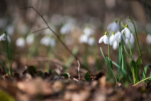 istock Spring snowdrop flowers blooming in sunny day 932174884