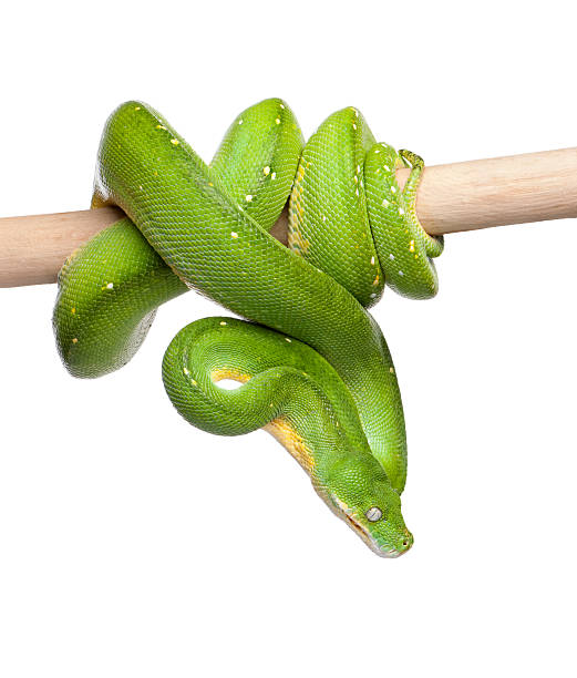 pitone arboricolo verde guardando giù (5 anni - green tree python foto e immagini stock