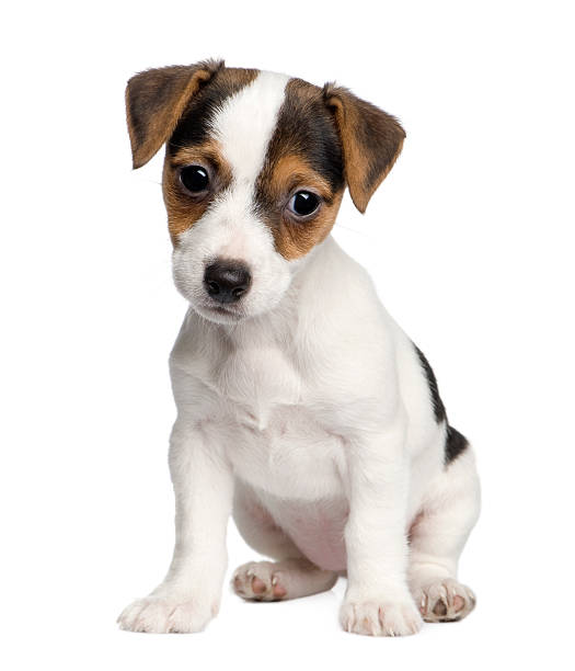 istock A sad looking Jack Russell puppy 93217508