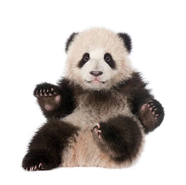 istock Giant Panda (6 months old) - Ailuropoda melanoleuca 93217542