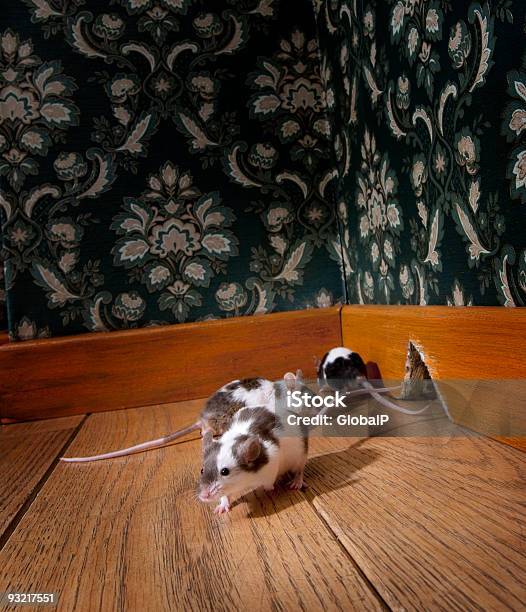 Group Of Mice Walking In A Luxury Oldfashioned Room Stock Photo - Download Image Now