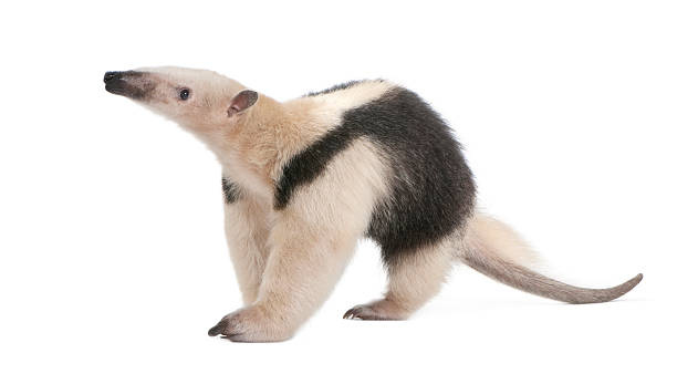 The lowland streaked tenrec (Hemicentetes semispinosus) is a small tenrec found in Madagascar. It belongs to the family Tenrecidae in the order Afrosoricida, and more specifically to the subfamily of the spiny tenrecs Tenrecinae. Its natural habitats are in tropical lowland rain forests in northern and eastern parts of Madagascar. Mammalia, Afrosoricida, Tenrecomorpha, \tTenrecidae