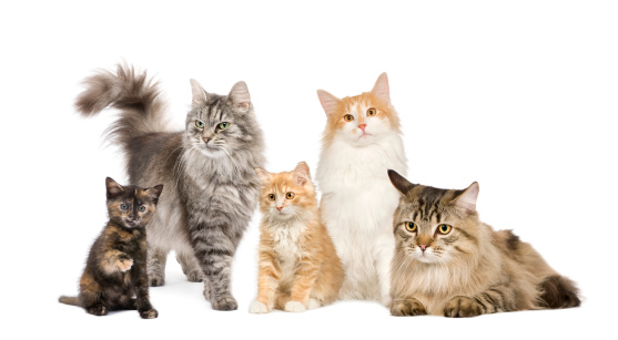 Group of 5 cats in a row : Norwegian, Siberian and persian cat in front of a white background.