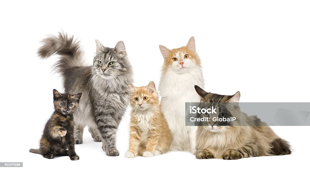 Group of 4 cats in a row Group of 5 cats in a row : Norwegian, Siberian and persian cat in front of a white background. Domestic Cat Stock Photo