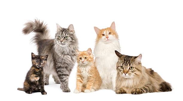 Group of 4 cats in a row Group of 5 cats in a row : Norwegian, Siberian and persian cat in front of a white background. group of animals stock pictures, royalty-free photos & images