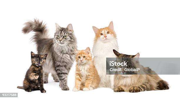 Group Of 4 Cats In A Row Stock Photo - Download Image Now - Domestic Cat, Group Of Animals, Large Group Of Animals