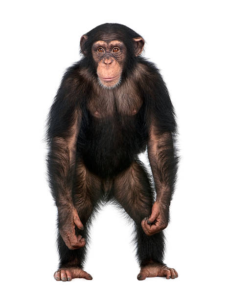 Young Chimpanzee standing up like a human  chimpanzee photos stock pictures, royalty-free photos & images
