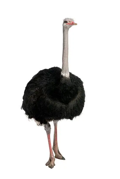 Photo of Male ostrich isolated against a white background