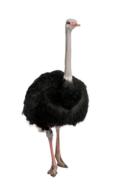 мужской страуса, isolated against a white background - шея животного стоковые фото и изображения