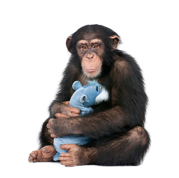 jovem chimpanzé com o urso de pelúcia - play the ape imagens e fotografias de stock