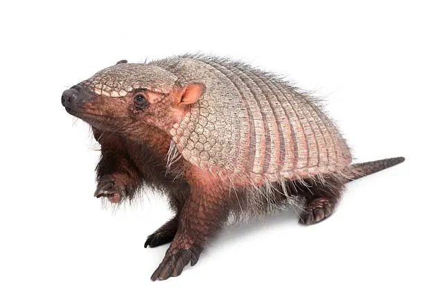 Armadillo - Dasypodidae Cingulata in front of a white background.