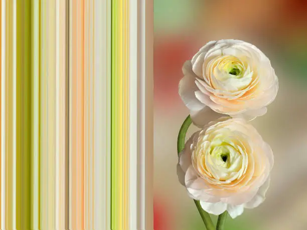 Two delicate pale-pink ranunculus flowers close up - spring postcard concept with complementing striped background