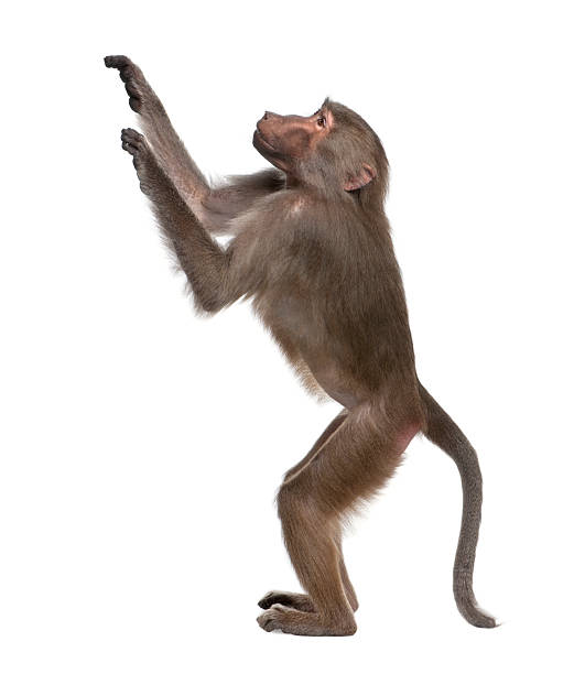 simia hamadryas baboon - menschenaffe stock-fotos und bilder