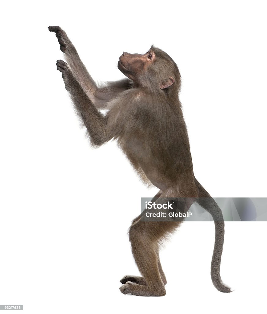 Babuíno hamadryas-Simia - Foto de stock de Macaco antropoide royalty-free