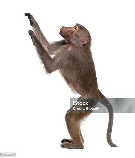 Foto de Babuíno Hamadryassimia e mais fotos de stock de Macaco antropoide - Macaco antropoide, Fundo Branco, Figura para recortar