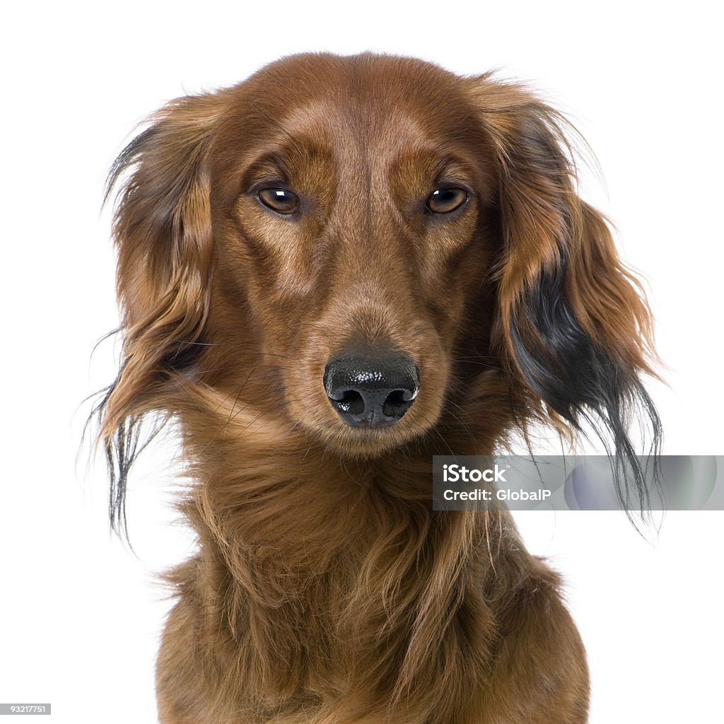 close-up de um cão's head, Basset Alemão, vista frontal (manipulação Digital - Foto de stock de Cão royalty-free