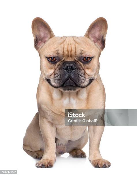 Französische Bulldogge Digitale Bearbeitung Stockfoto und mehr Bilder von Freisteller – Neutraler Hintergrund
