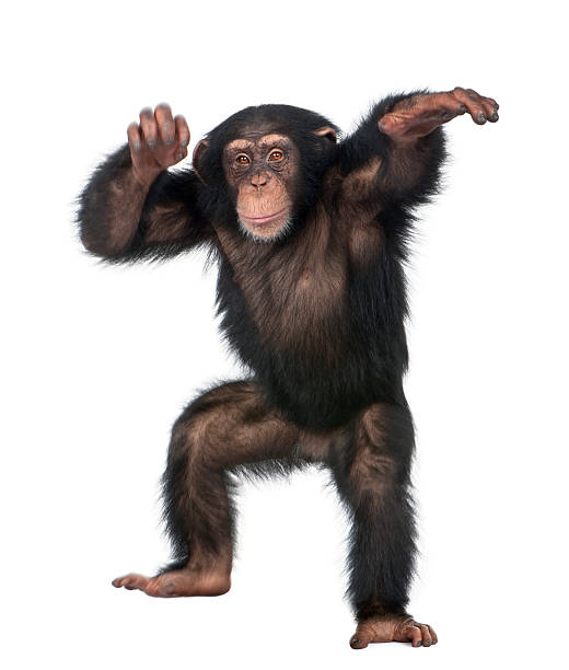 Young Chimpanzee dancing  monkey photos stock pictures, royalty-free photos & images